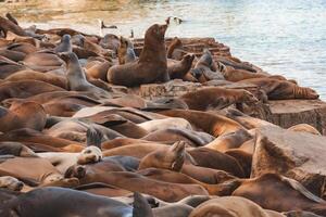 mare leoni raccolta su roccioso riva a crepuscolo, natura scena foto