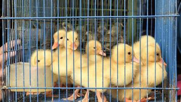 mercato per il vendita di azienda agricola animali. anatra per vendita per allevamento e cibo. agricoltori mercato. foto