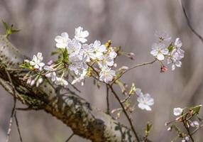 rosa e bianca giapponese ciliegia fiori fiore o sakura bloomimg su il albero ramo. piccolo fresco mini cuffie e molti petali strato romantico flora nel botanica giardino. foto