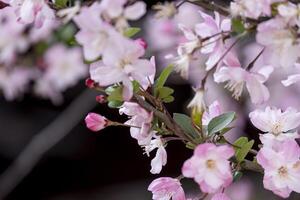 bellissimo rosa giapponese ciliegia fiori fiore o sakura bloomimg su il albero ramo. piccolo fresco mini cuffie e molti petali strato romantico flora nel botanica giardino. isolato su nero sfondo foto
