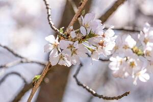 bellezza morbido rosa giapponese ciliegia fiori fiore o sakura bloomimg su il albero ramo. piccolo fresco mini cuffie e molti petali strato romantico flora nel botanica giardino. foto