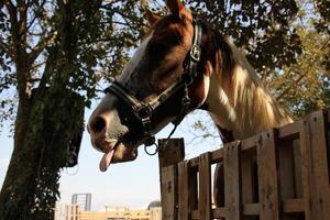 il cavallo è un' domestico equide animale. foto