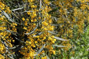 verde impianti e fiori vicino su. astratto naturale sfondo fatto di impianti e fiori. foto