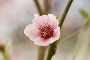 dettaglio di un singolo fiore di pesco foto