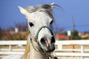 il cavallo è un' domestico equide animale. foto