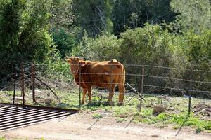 recinzione in un parco cittadino in Israele. foto