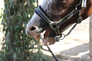 il cavallo è un' domestico equide animale. foto