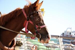 il cavallo è un' domestico equide animale. foto