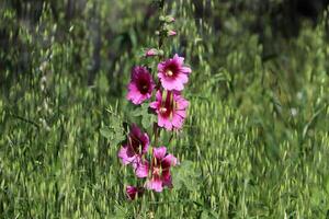 verde impianti e fiori vicino su. astratto naturale sfondo fatto di impianti e fiori. foto