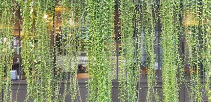 verde vite o strisciante pianta crescita su il bicchiere parete sfondo. natura pianta, decorazione e sfondo concetto foto