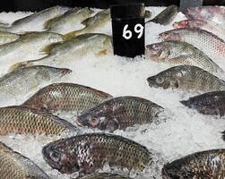 fresco tailandese carpa o Tilapia congelamento su ghiaccio con prezzo etichetta e copia spazio a pesce mercato. animale, cibo, freddo e freschezza supermercato concetto. foto