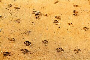 animale o cani orma camminava o correre su il Marrone sabbia vicino il spiaggia. foto