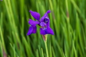 numero di giapponese iris fioriture nel il giardino foto