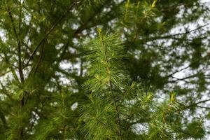 superiore di un' ramo di un' pino albero nel il sera sole foto