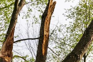 danneggiato albero tronco dopo un' primavera tempesta nel un' pubblico parco foto