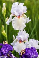 bianca barbuto iris fioriture nel il presto mattina leggero foto