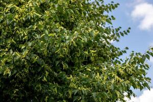 piccola foglia tiglio albero ammollo su il mattina sole foto