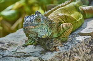 iguana verde del pacifico foto