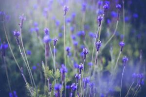 sfondo vintage fiorellini viola natura bella, per biglietti di auguri pasquali con spazio copia foto