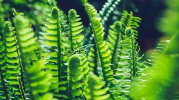 sfondo natura felce exaltata. foglia verde. fotogramma intero foto