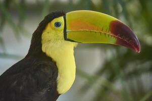 ritratto primo piano di un tucano nella foresta foto