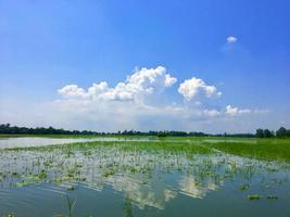 riflesso della natura foto