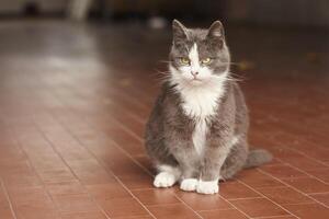 il gatto seduto a guardarsi intorno foto