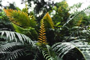 primo piano di foglie verde scuro foto