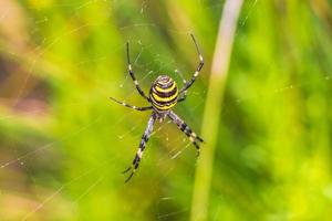 ragno vespa argiope bruennichi nero e giallo a maiorca spagna. foto