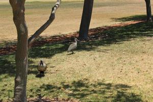 hadada ibis, uccelli in sud africa. foto