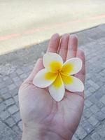 fiore di plumeria bianco giallo in mano della donna. plumeria frangipane. foto