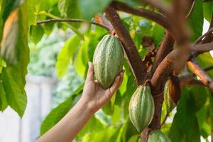 baccelli di cacao fresco in mano foto