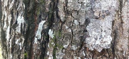 foto del primo piano dello sfondo della trama dell'albero