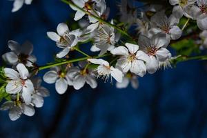 fiori di pruno bianco foto