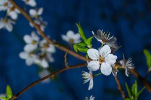 fiore di prugna su un ramo in giardino su uno sfondo scuro foto