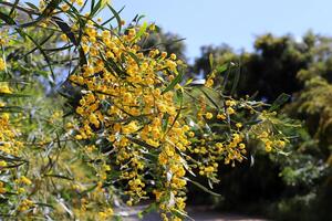 verde impianti e fiori vicino su. astratto naturale sfondo fatto di impianti e fiori. foto