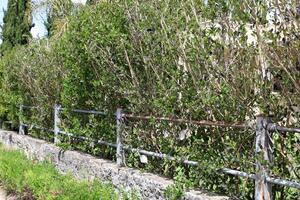 verde impianti e fiori crescere lungo un' recinto nel un' città parco. foto