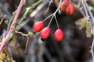 un' rosa anca cresce e orsi frutta nel un' città parco nel Israele. foto