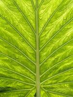 alocasia odora, gigante elefante orecchio, verde strutturato foglia, natura e impianti sfondo foto