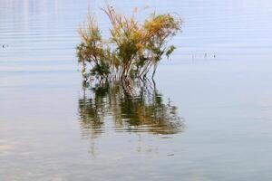 lago kinneret. il del lago costa è il più basso massa continentale su terra foto