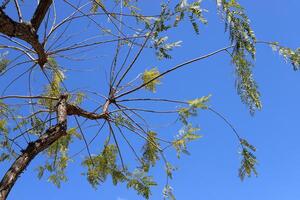 ramo di un' alto albero contro un' sfondo di blu cielo. foto