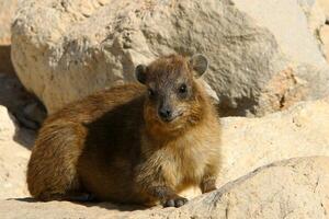 il hyrax bugie su caldo pietre riscaldato di il sole. foto