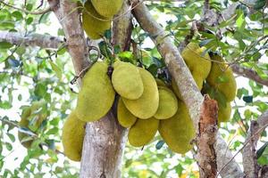 jackfruit su alberi di jackfruit pendono da un ramo nel giardino di frutta tropicale in estate