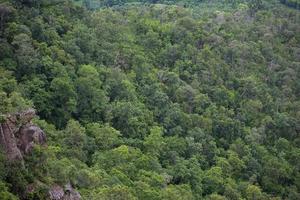 sfondo di alberi forestali - natura giungla albero verde sulla vista dall'alto della montagna, paesaggio forestale scenario del fiume nel sud-est asiatico tropicale selvaggio