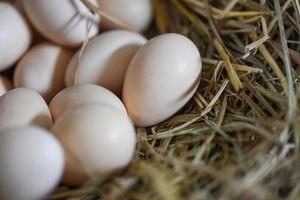 uova di Pasqua nel nido del cesto, uova fresche nella fattoria delle uova