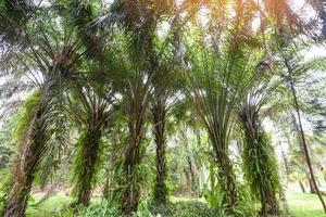 palma tropicale nel giardino di palme agricoltura asia in estate foto