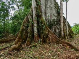 albero di ceiba gigante foto