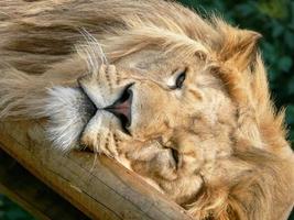 un maestoso leone seduto su una piattaforma di legno foto