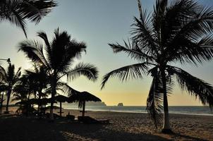 palme sulla spiaggia foto