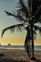 palme sulla spiaggia foto